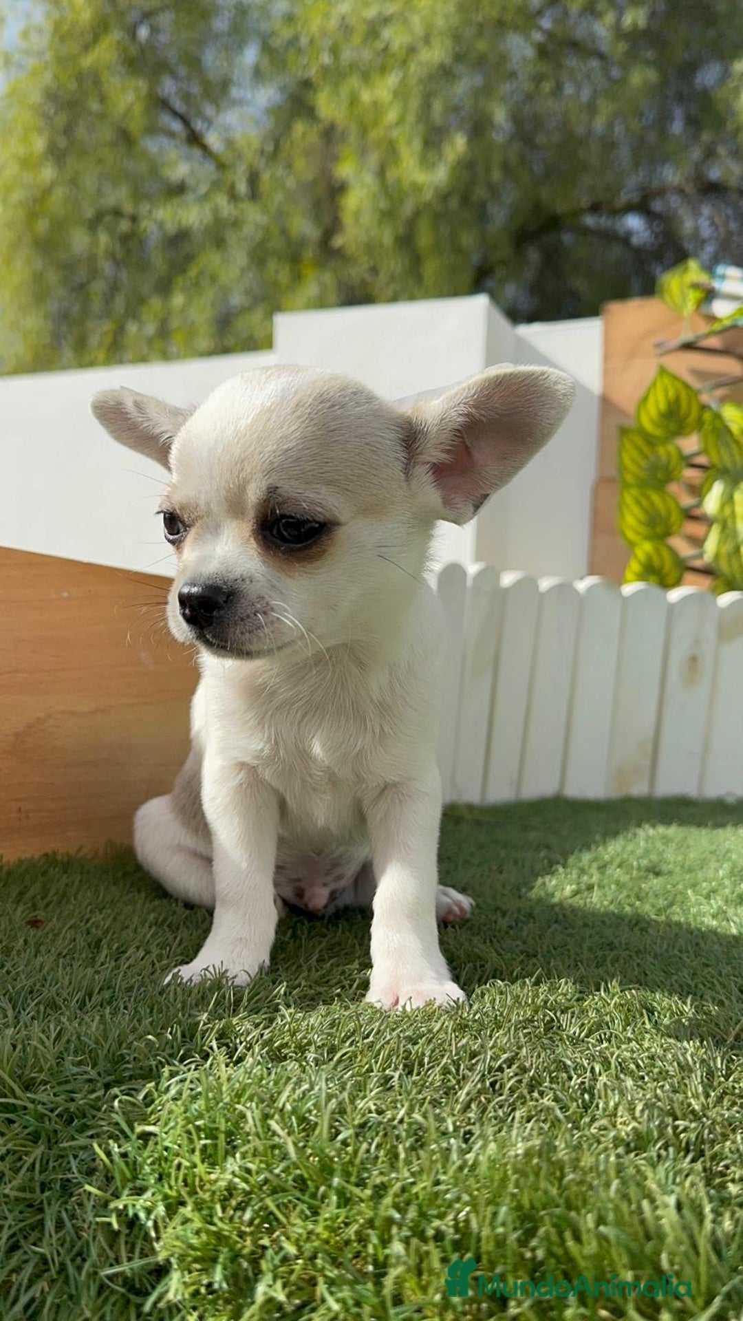 Chihuahua perros en venta: CHIHUAHUA MACHO - Imagen 10