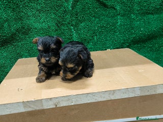 Yorkshire Terrier perros en Salamanca - Anuncio 9