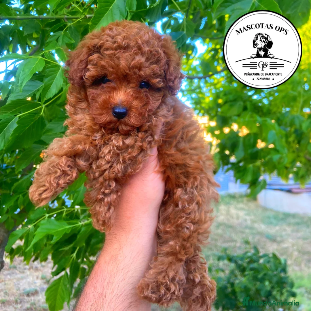 Caniche Toy perros en venta: Caniches toy y enanos - Anuncio 2