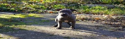 Staffordshire Bull Terrier perros en venta: Staffordshire Bull Terrier - Anuncio 2