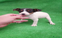 Ratonero Bodeguero Andaluz perros en venta: Bodeguero Andaluz  - Imagen 1