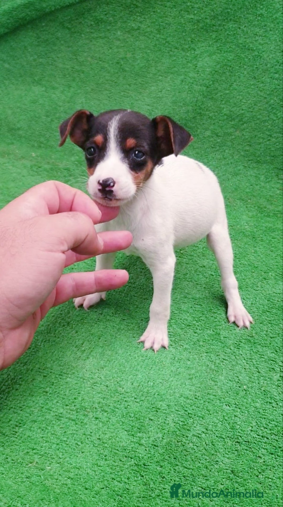 Ratonero Bodeguero Andaluz perros en venta: Bodeguero Andaluz  - Imagen 1