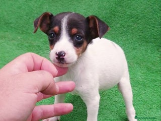 Ratonero Bodeguero Andaluz perros - Anuncio 2