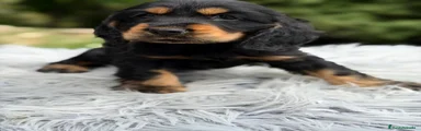 Cocker Spaniel Inglés Cachorro 1