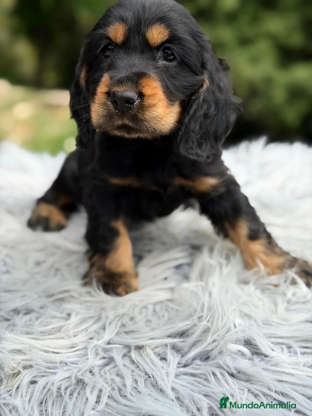 Cocker Spaniel Inglés perros en venta: COCKER INGLÉS NEGRO FUEGO  - Anuncio 4