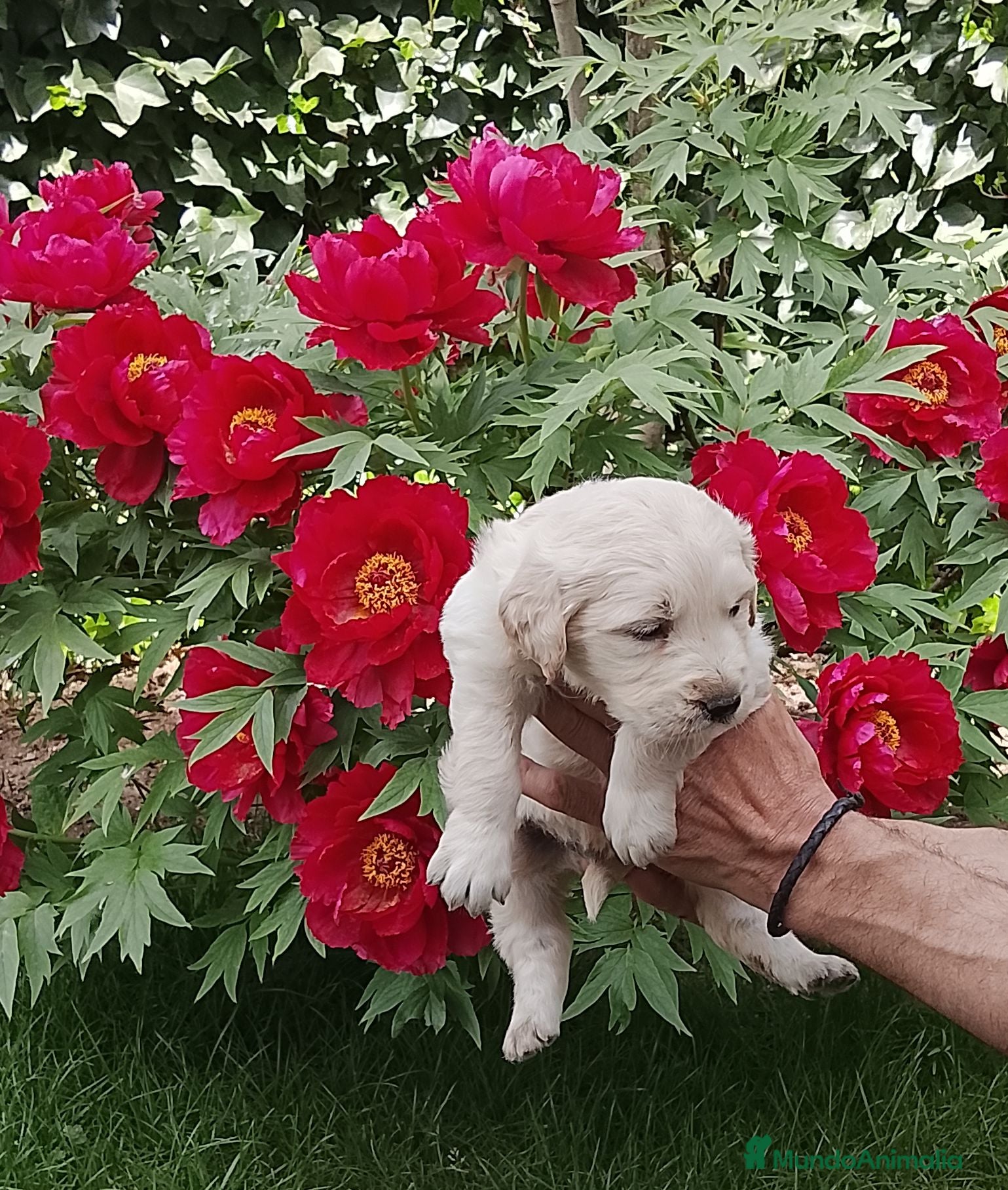 Golden Retriever perros Cacharros de golden retriever  - Anuncio 1