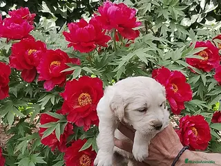 Golden Retriever perros Cacharros de golden retriever - Anuncio 1