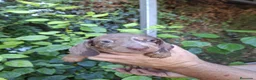 Teckel Miniatura perros en venta: TECKEL KANNINCHEN - Anuncio 2