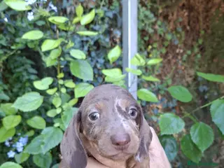 Teckel Miniatura perros TECKEL KANNINCHEN - Anuncio 14