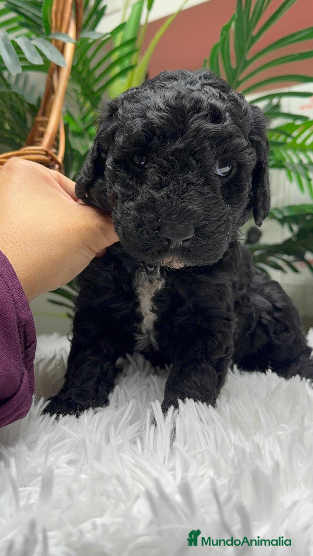 Perro de Agua Español perros en venta: PERRO DE AGUA ESPAÑOL - Anuncio 7