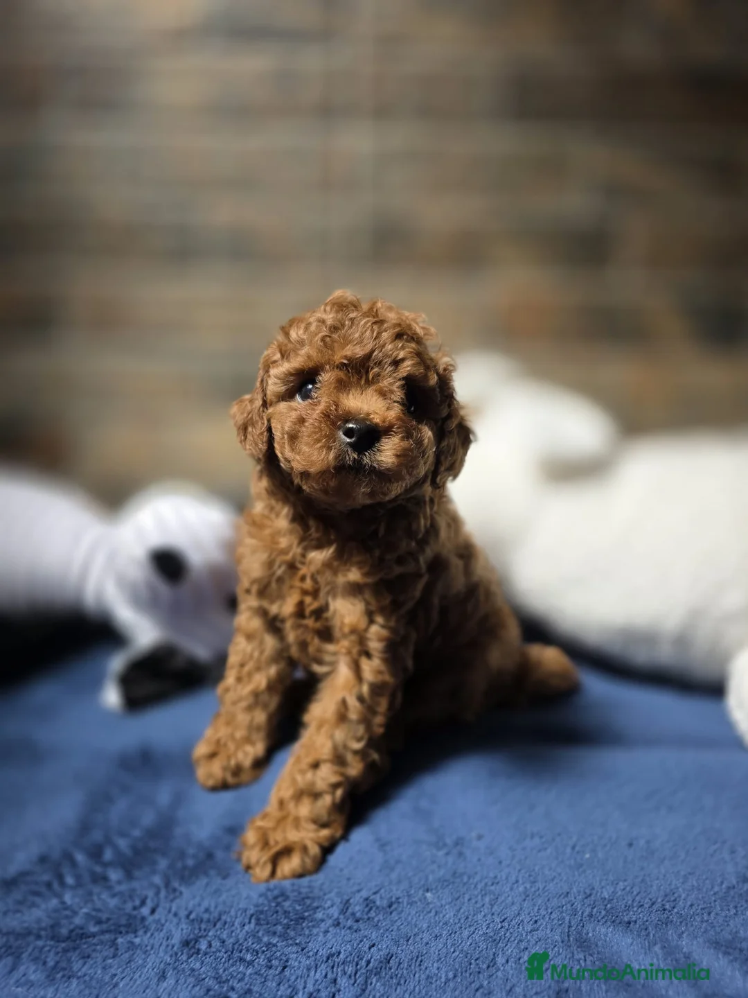 Caniche Toy perros en venta: Espectaculares caniche toy  - Anuncio 6