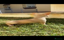 Chihuahua perros en venta: Último chihuahua !! - Imagen 4