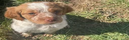 Épagneul Breton perros en venta: Epagneul breton - Anuncio 11