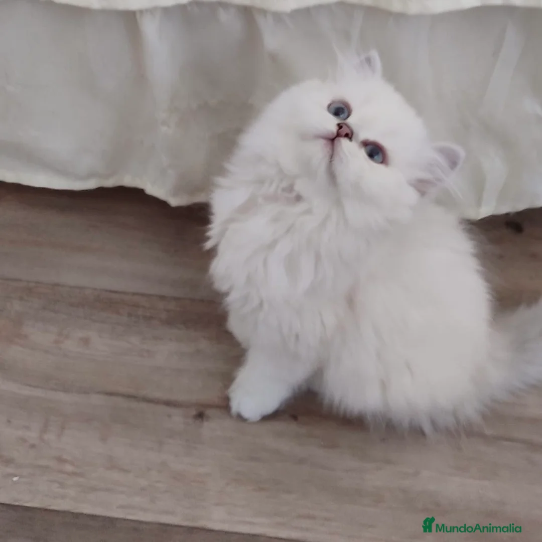 Británico de Pelo Largo gatos en venta: British Chinchilla  - Anuncio 2