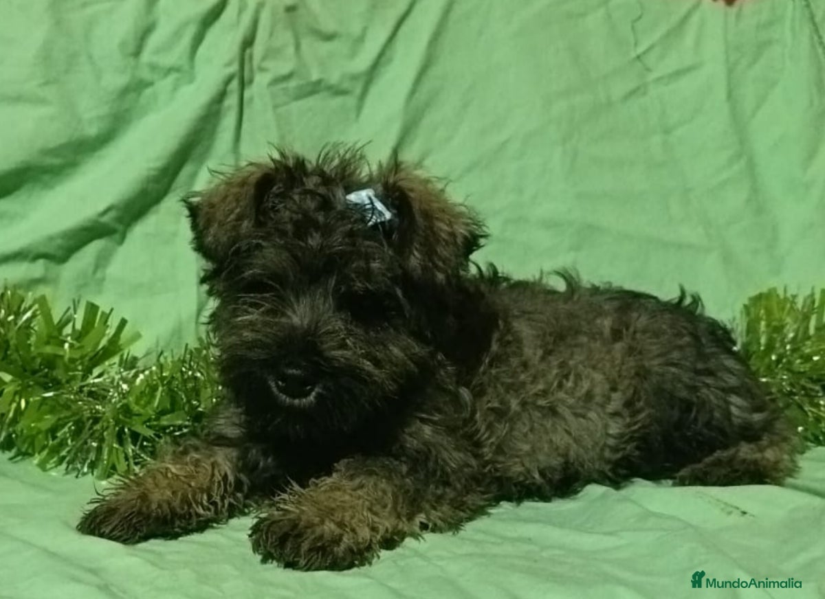 Schnauzer Miniatura perros Schnauzer miniatura sal y pimienta  - Anuncio 2