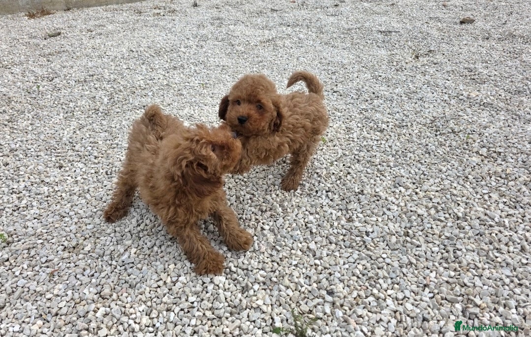 Caniche Toy perros Caniche toy - Anuncio 2