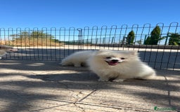 Pomerania perros en venta: Preciosa camada de Pomerania  - Imagen 2