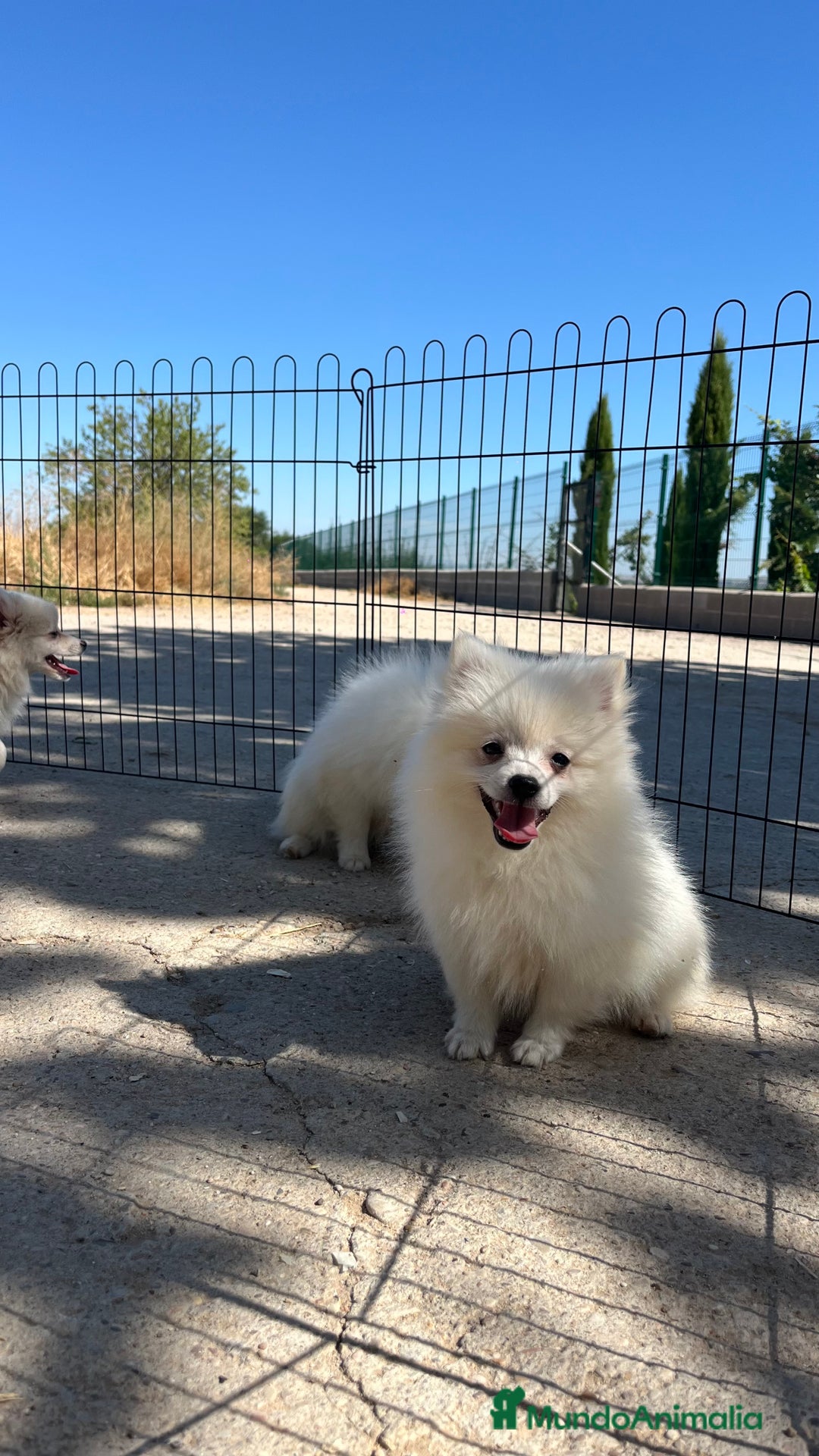 Pomerania perros en venta: Preciosa camada de Pomerania  - Imagen 2