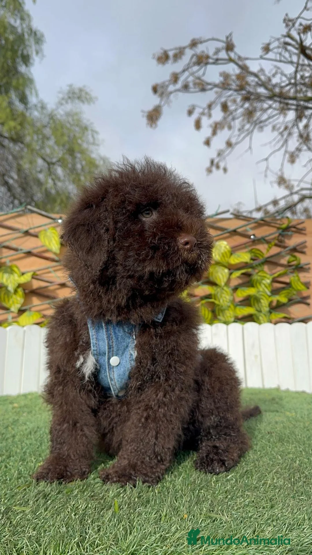 Perro de Agua Español perros en venta: PERRO DE AGUA  - Anuncio 12