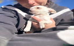 Chihuahua perros en venta: CHIHUAHUA MINI TOY  - Anuncio 6