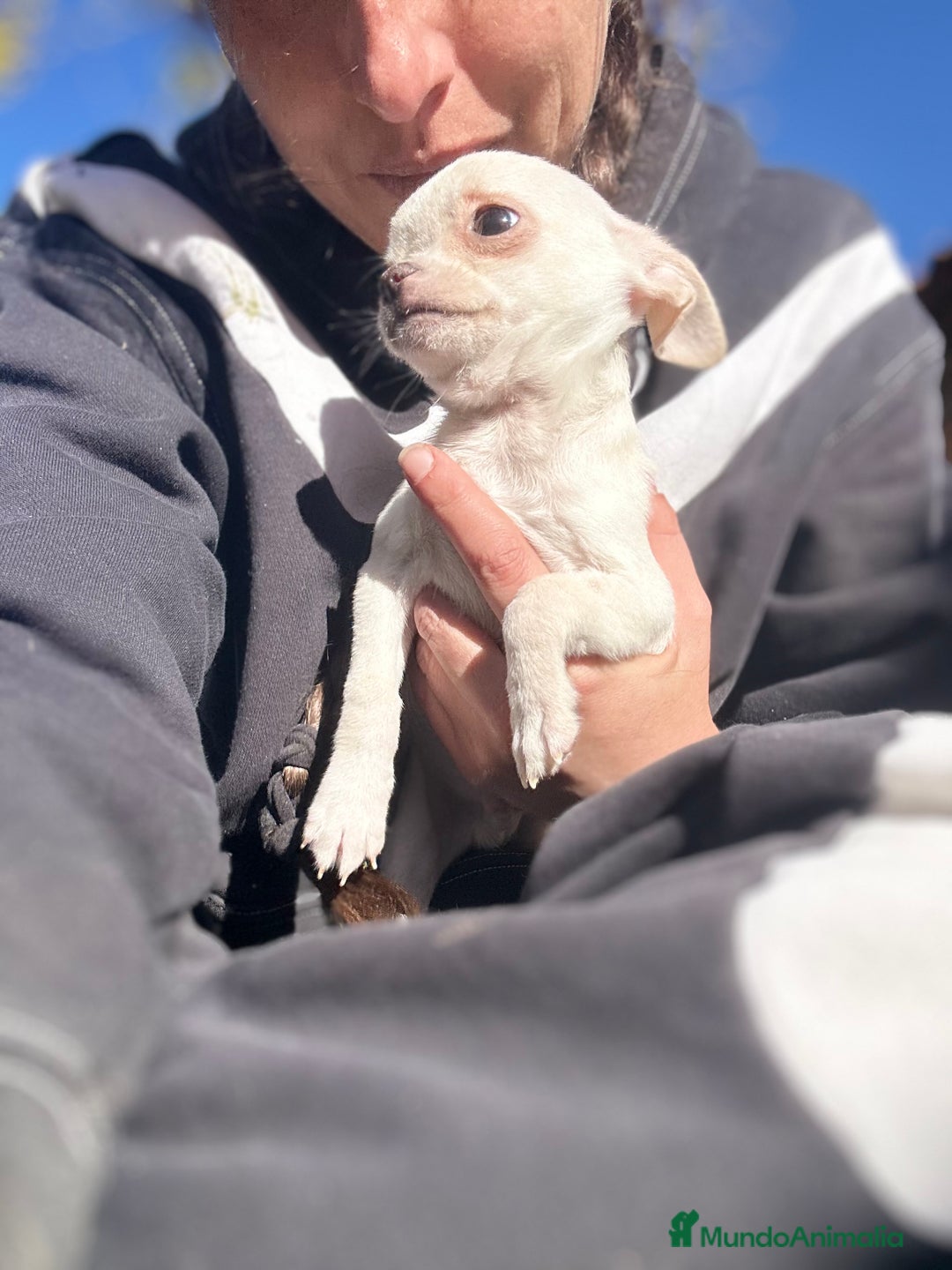 Chihuahua perros en venta: CHIHUAHUA MINI TOY  - Anuncio 6