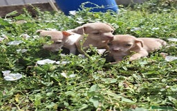 Chihuahua perros en venta: Chihuahua macho  - Imagen 2