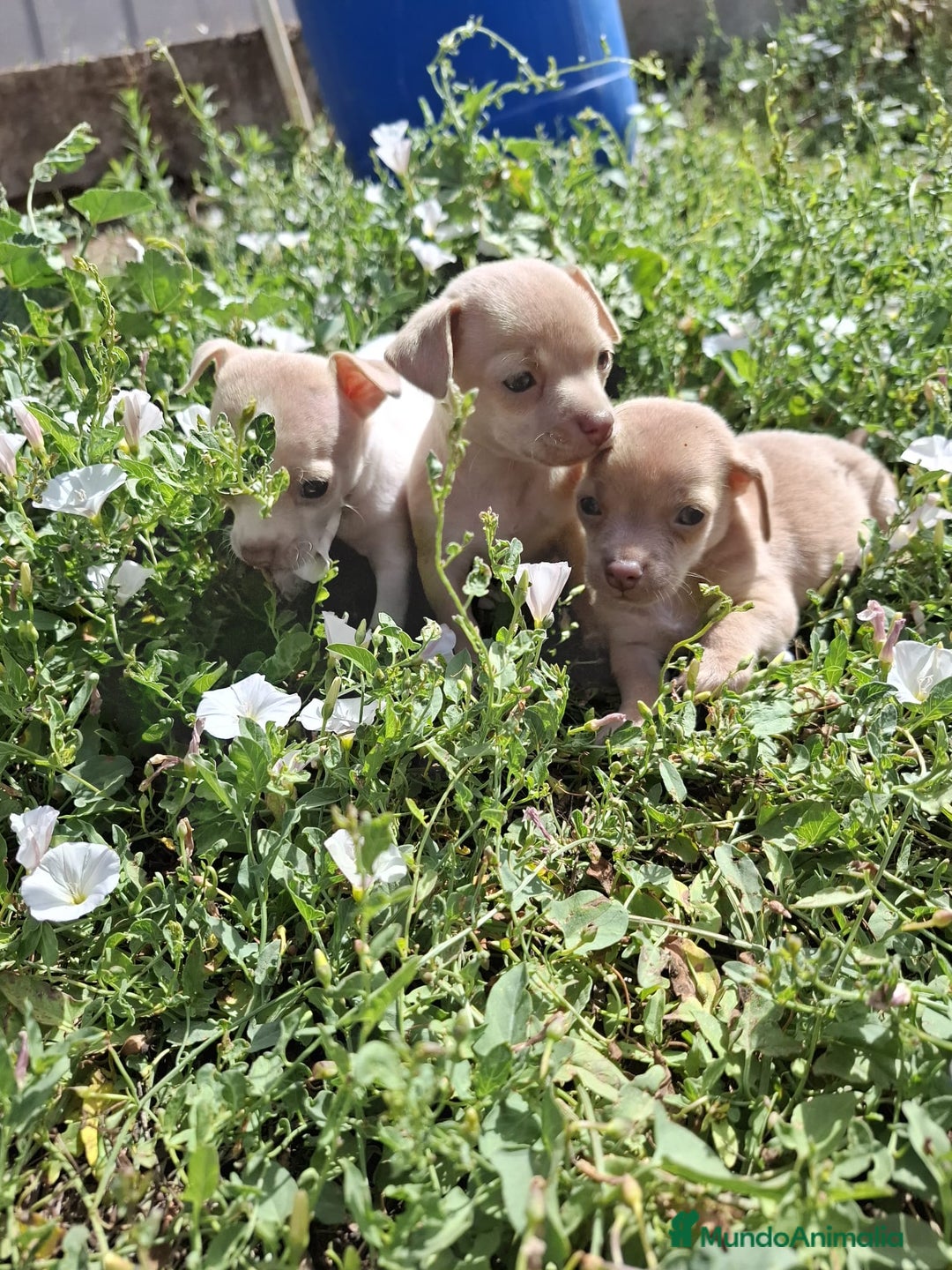 Chihuahua perros en venta: Chihuahua macho  - Imagen 2