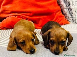 Teckel perros - Anuncio 15