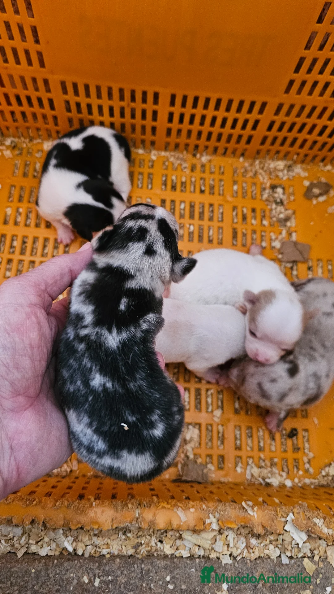 Chihuahua perros en venta: Chihuahuas mini - Anuncio 7