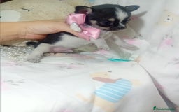 Chihuahua perros en venta: Chihuahua toy ✨ chatos cabeza manzana  - Imagen 3