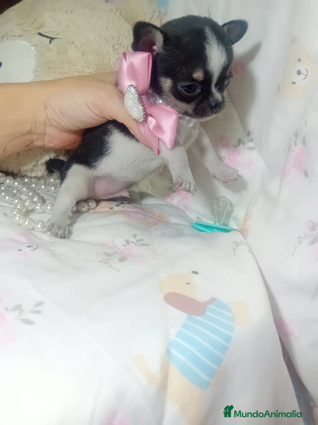 Chihuahua perros en venta: Chihuahua toy ✨ chatos cabeza manzana  - Imagen 3