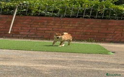 Shiba Inu perros en venta: Shiba Inu - Imagen 5