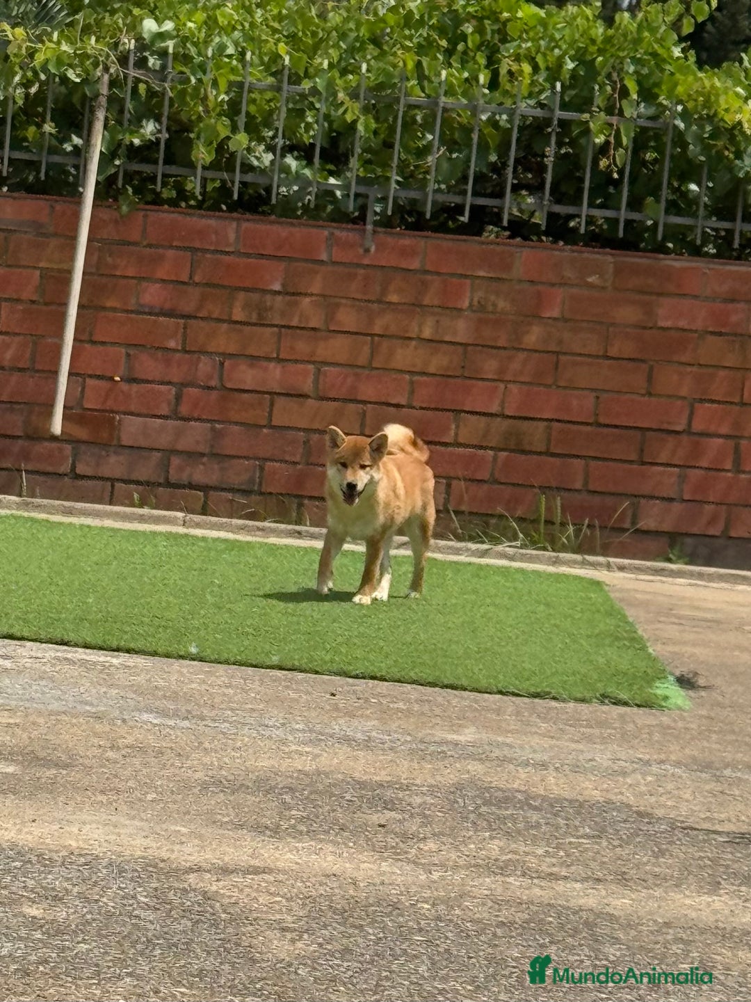 Shiba Inu perros en venta: Shiba Inu - Imagen 5