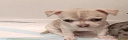 Chihuahua perros en venta: Preciosa hembra de Chihuahua🐶🐾 - Anuncio 1