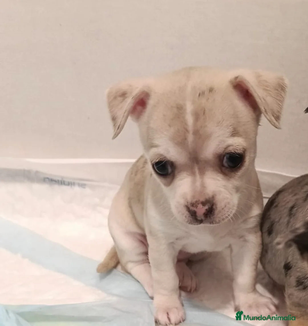Chihuahua perros en venta: Preciosa hembra de Chihuahua🐶🐾 - Anuncio 1