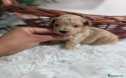 Maltipoo perros en venta: MALTIPOO HEMBRA - Imagen 3