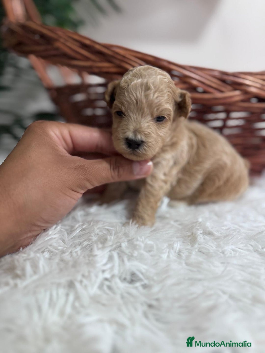Maltipoo perros en venta: MALTIPOO HEMBRA - Imagen 3