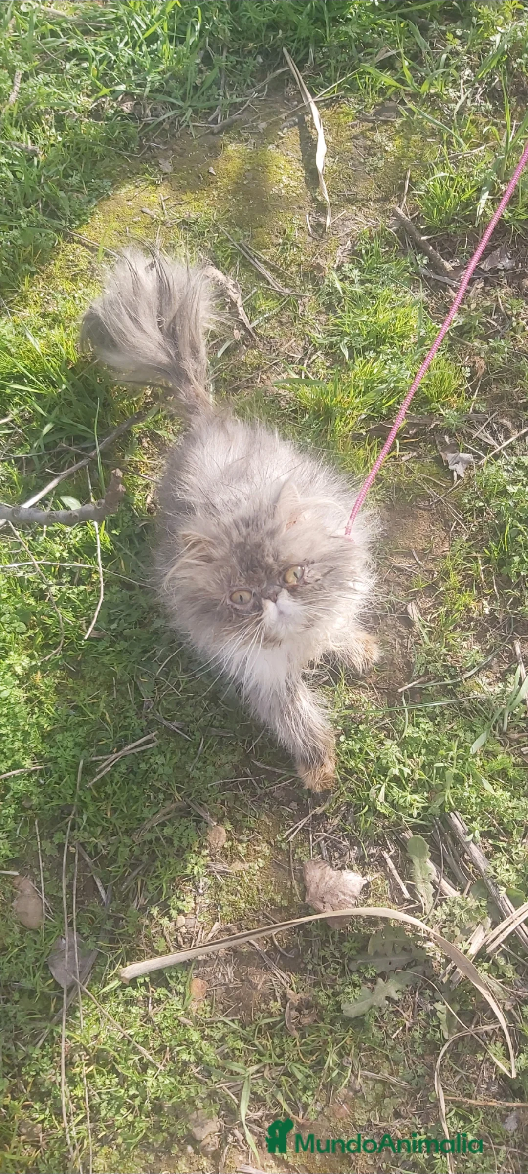 Persa gatos en venta: Gatita persa - Anuncio 2