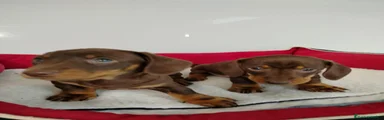 Teckel 1 chocolate macho