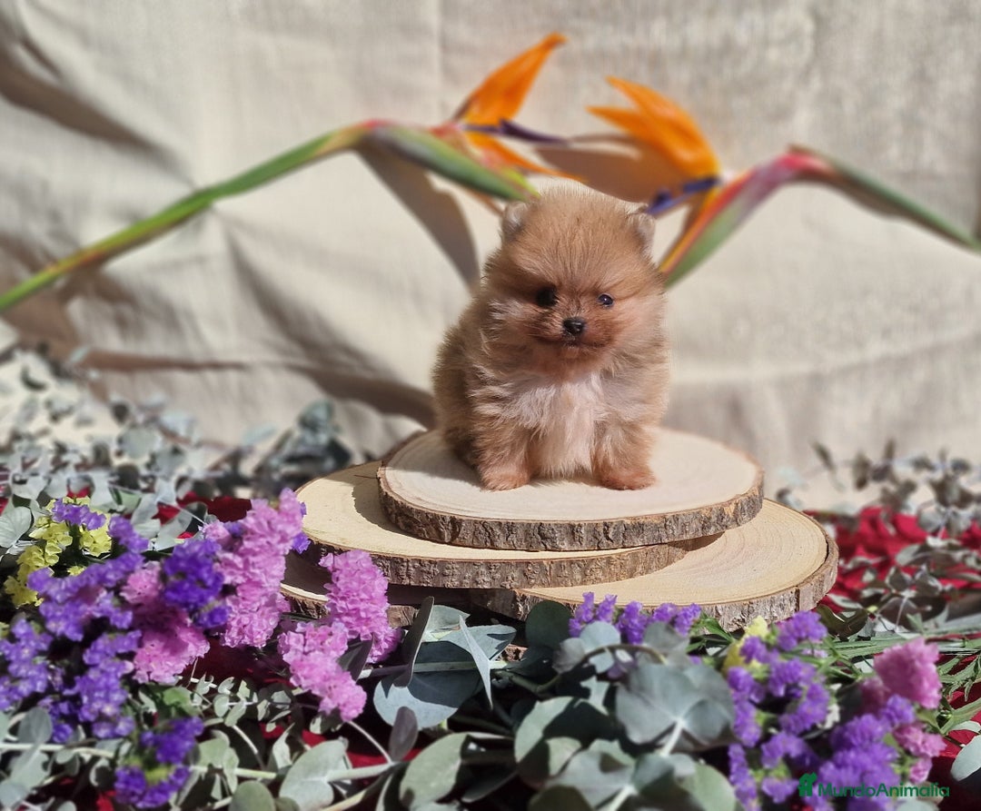 Pomerania perros en venta: Pomeranias toy - Anuncio 3