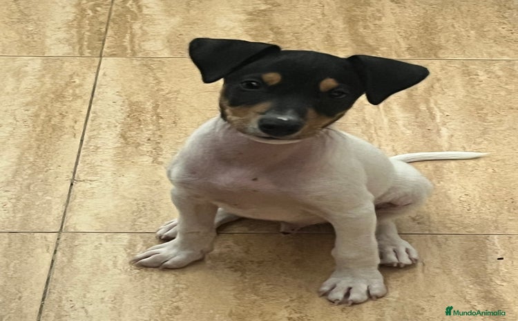 Ratonero Bodeguero Andaluz perros - Propaganda 1