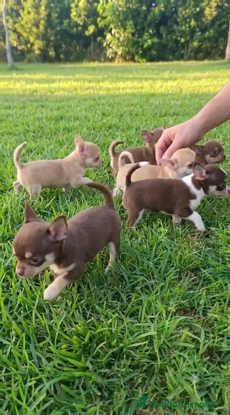 Chihuahua perros Chihuahua toy machos y hembras  - Anuncio 3