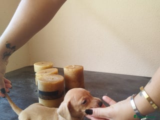 Teckel Miniatura perros - Anuncio 1