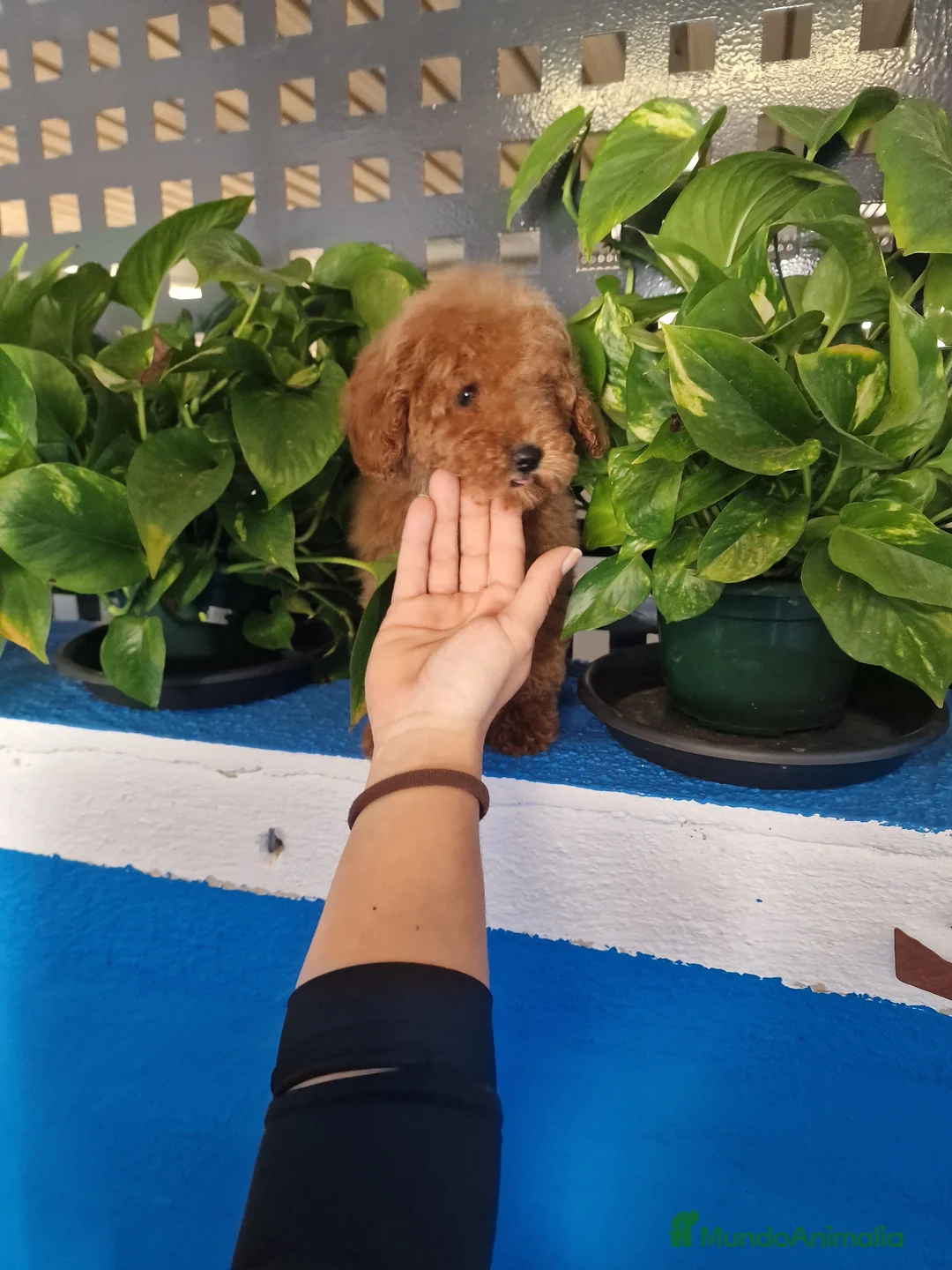 Caniche Toy perros en venta: Caniche toy precio real  - Anuncio 2