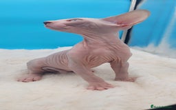 Sphynx gatos en venta: Machito ojos claros  - Imagen 2