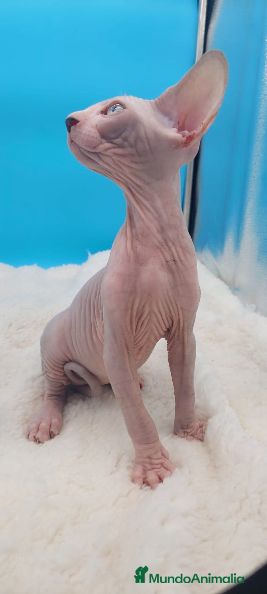 Sphynx gatos en venta: Machito ojos claros  - Imagen 2