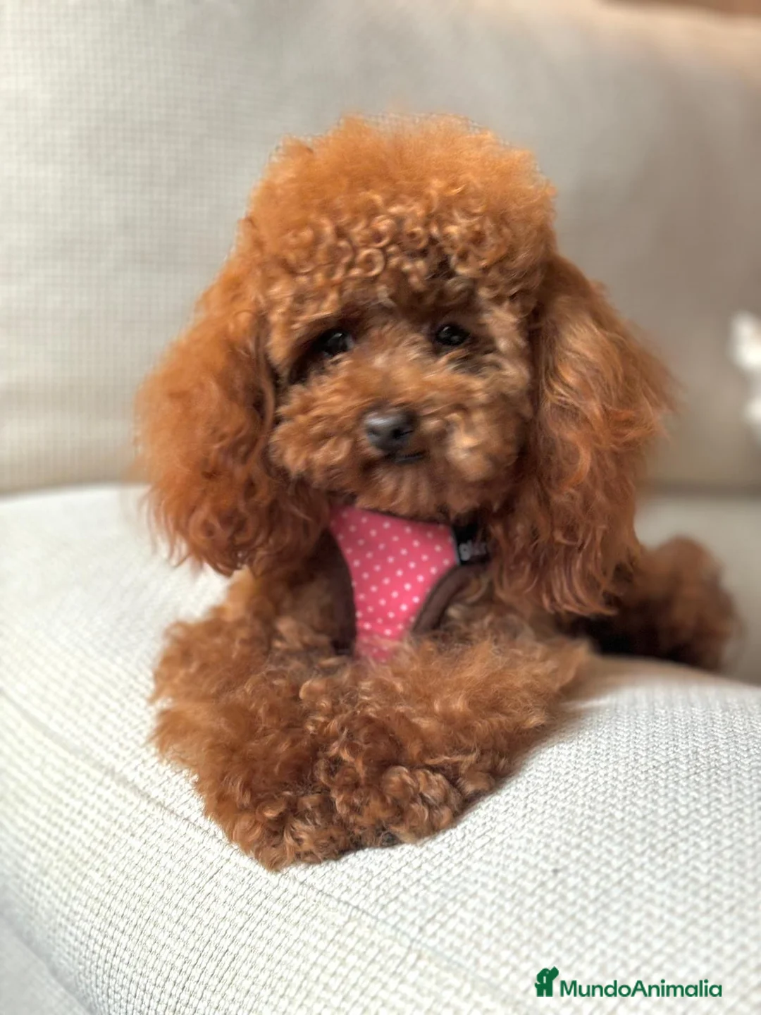 Caniche Toy perros en venta: Caniche Toy muy bonitos  - Anuncio 2