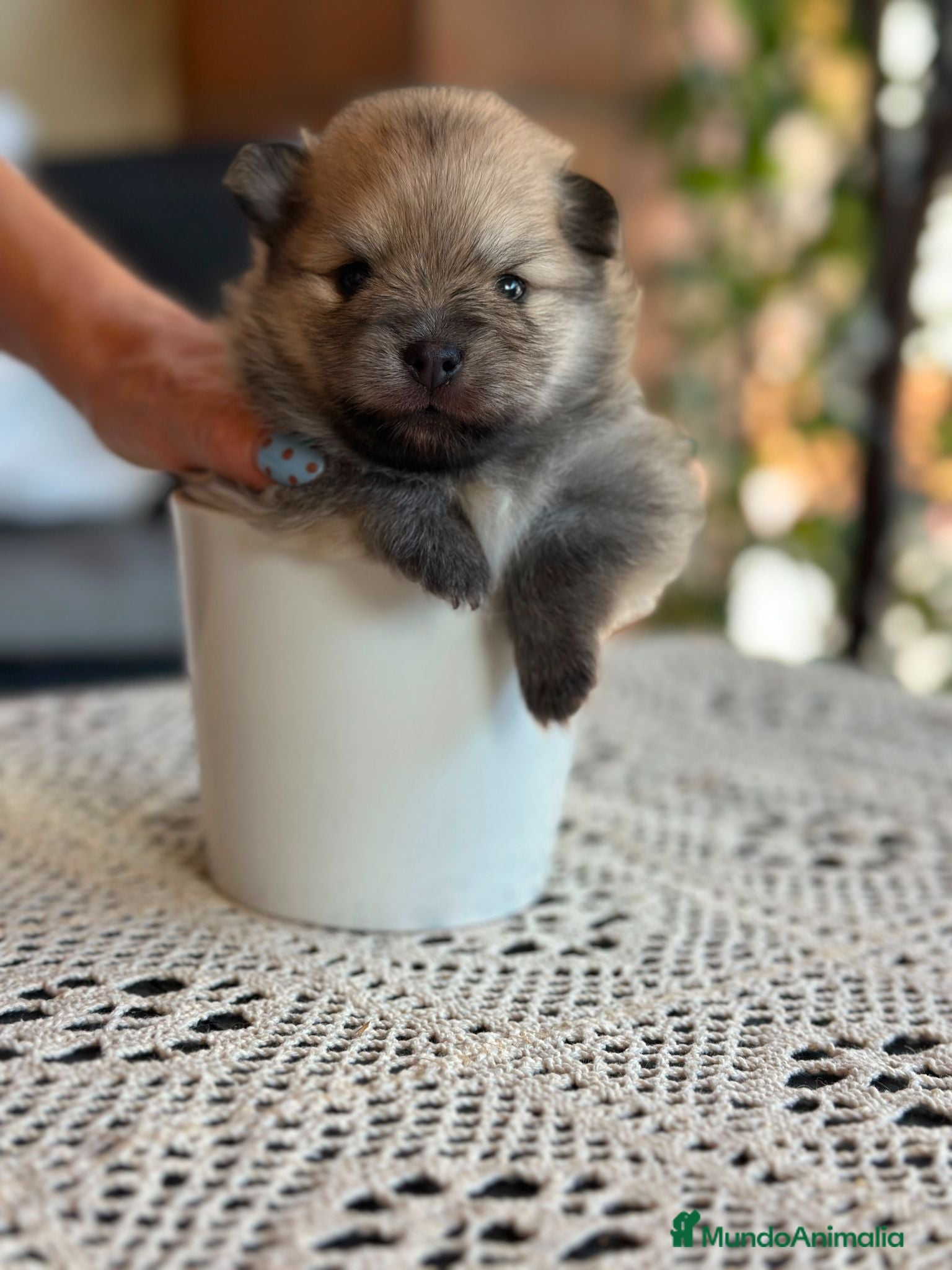 Pomerania perros POMERANIAS HEMBRAS EXCLUSIVOS - Anuncio 16