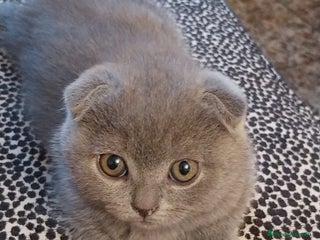 Scottish Fold gatos en Barcelona - Anuncio 19