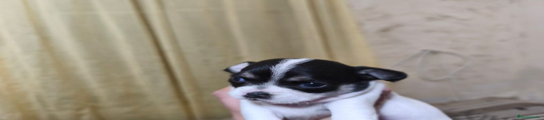 Chihuahua Cachorro 3